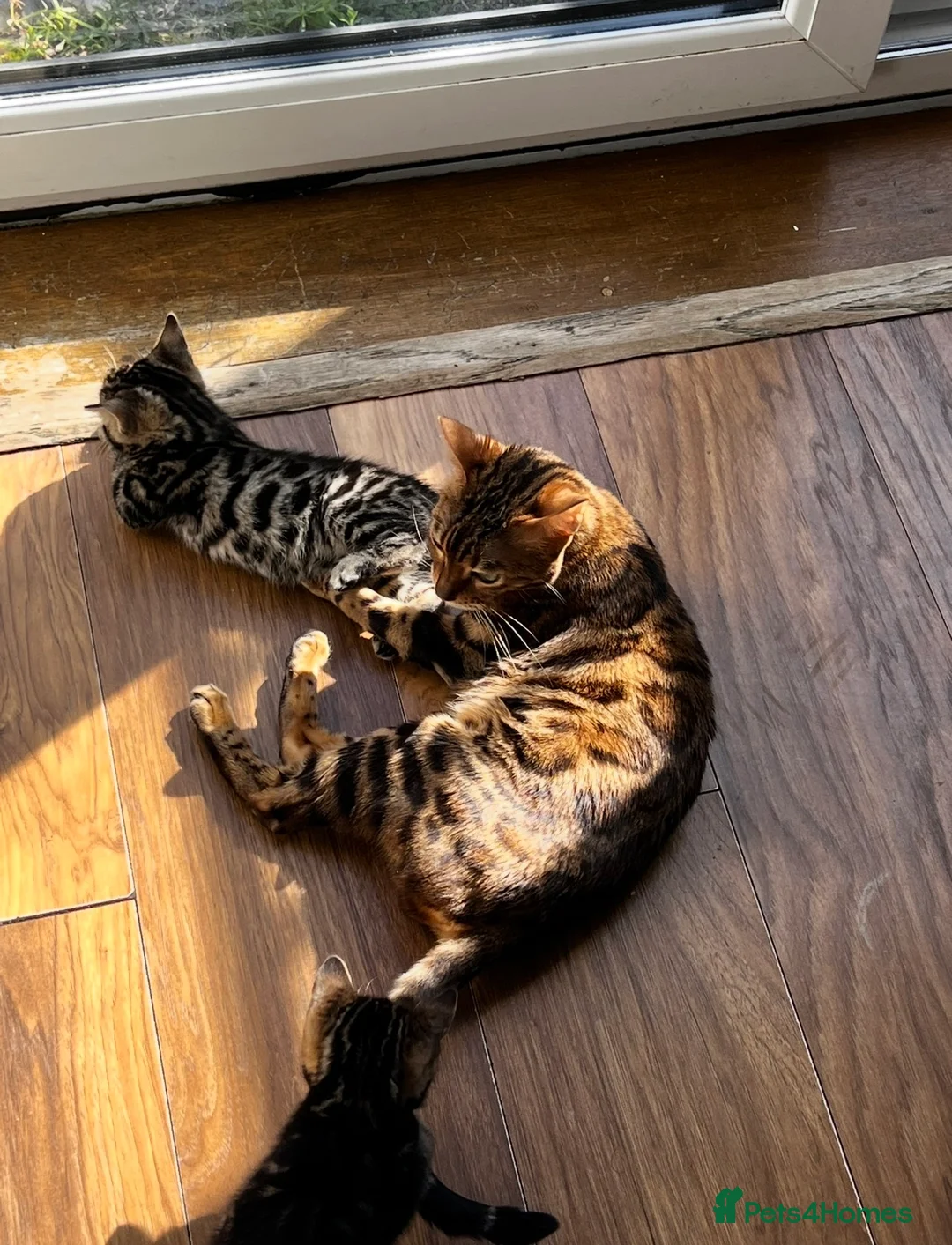 Bengal cats for sale: HALF BENGAL KITTENS FOR SALE - Advert 6