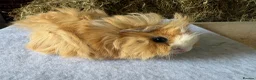 Guinea Pig rodents for sale: Single boars and baby guinea pigs - Advert 10