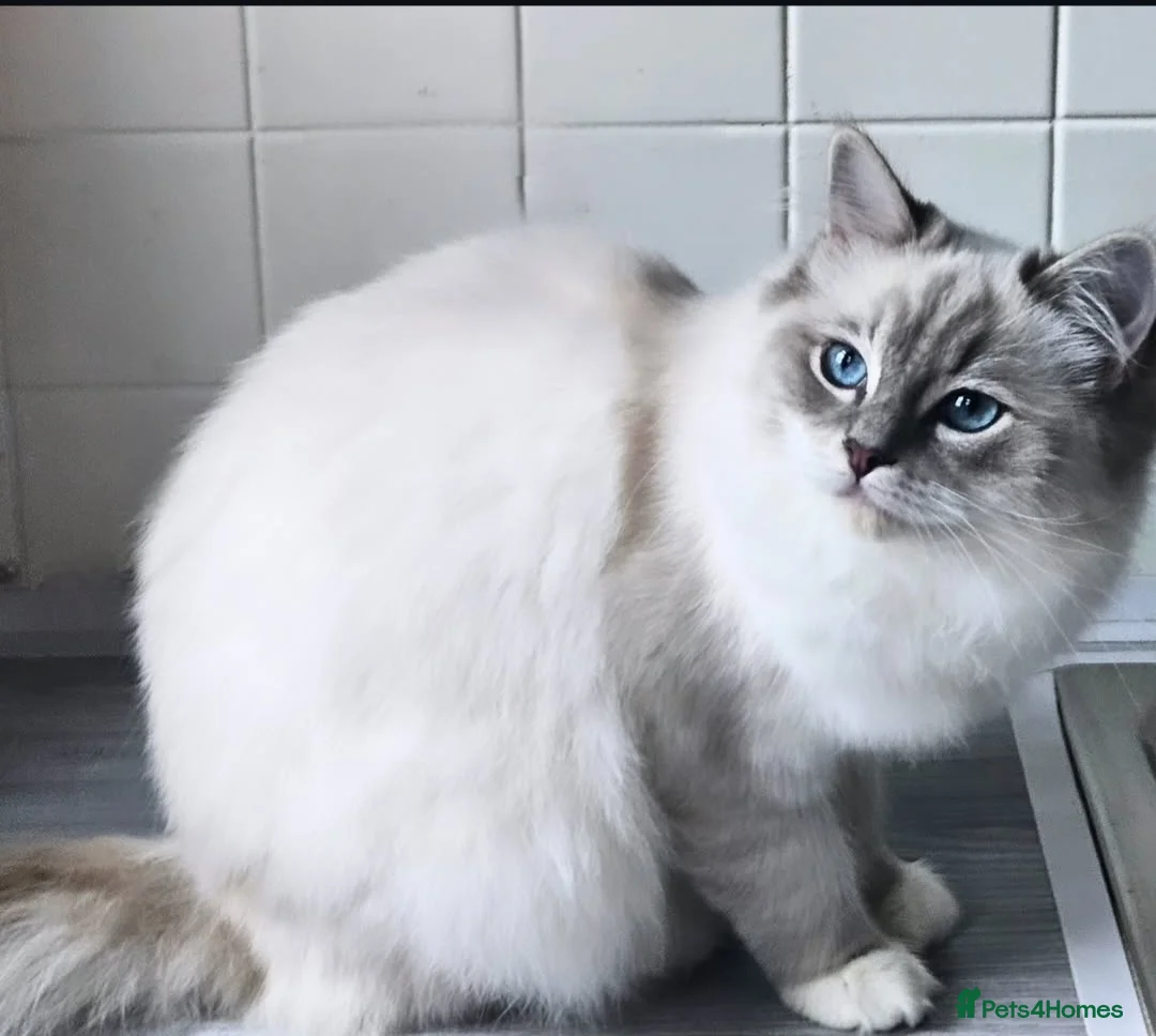 Ragdoll cats for sale: Tica active blue tabby ragdoll - Advert 5
