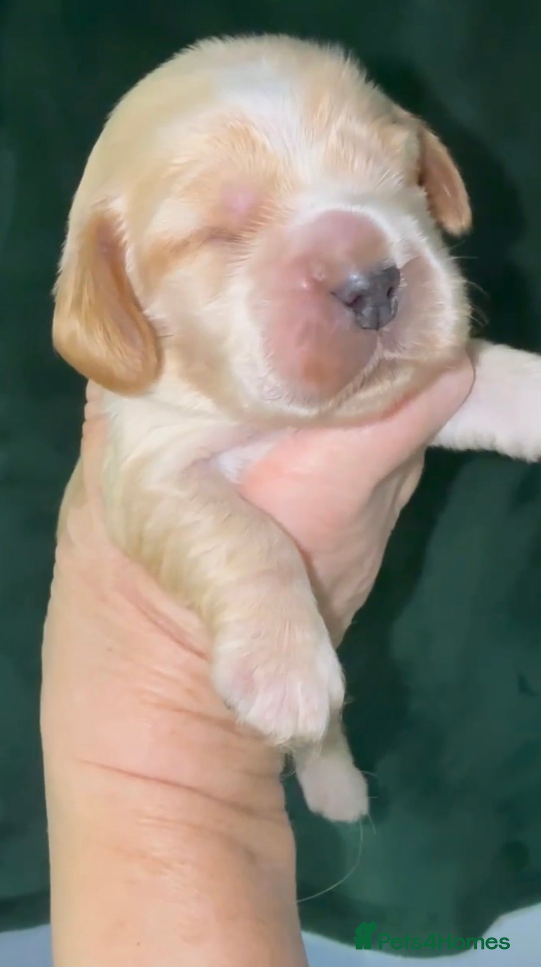 Cocker Spaniel dogs for sale: True To Type Show Cocker Spaniels - Advert 8