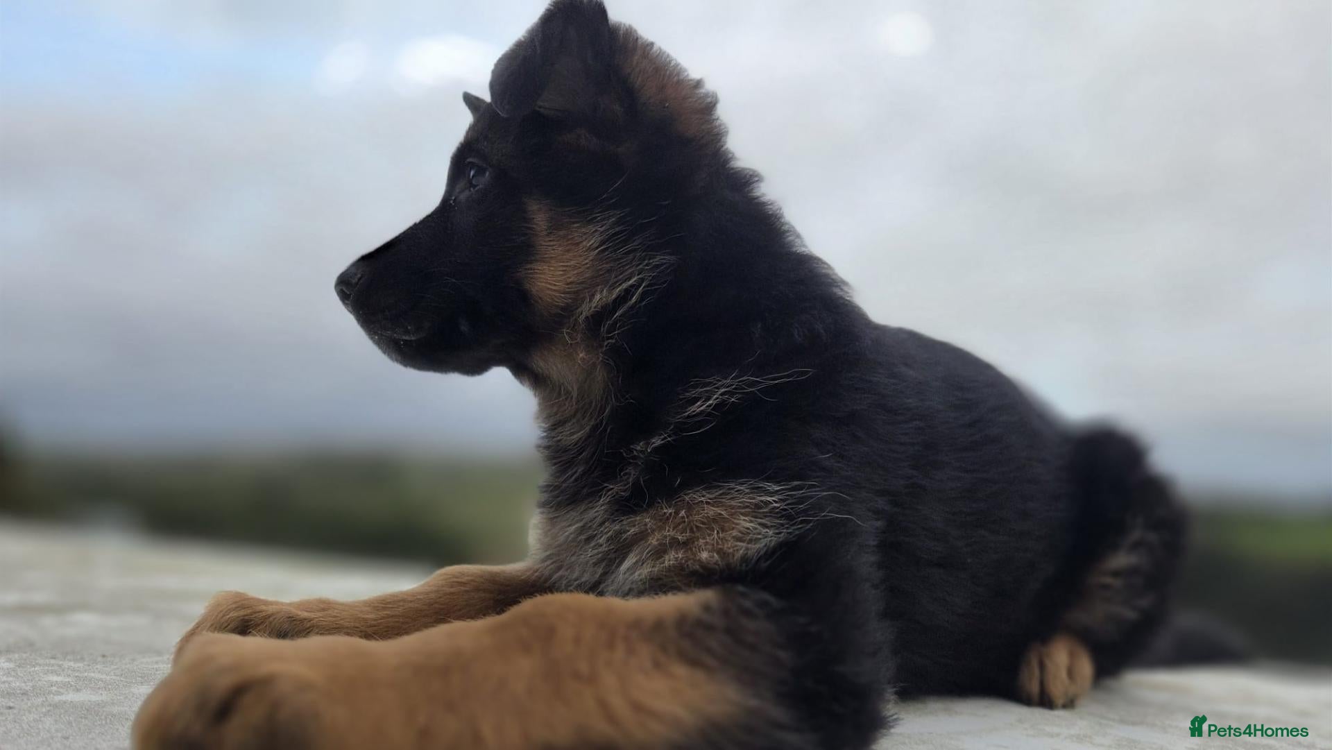 German Shepherd dogs KC Registered German Shepherd Pups - Advert 18