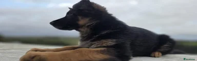 German Shepherd 4