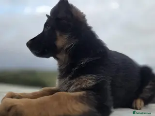 German Shepherd dogs KC Registered German Shepherd Pups - Advert 6