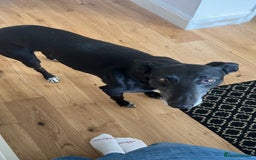 Lurcher dogs for sale: Lurcher for rehoming - Image 2