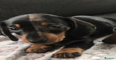 Miniature Dachshund dogs - Advert 3