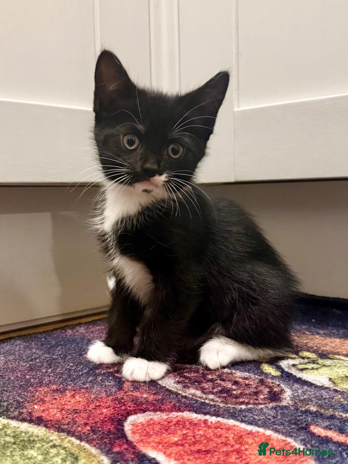 Mixed Breed cats for sale: Lovely Mixed-Breed Kittens Seeking Loving Homes - Advert 2