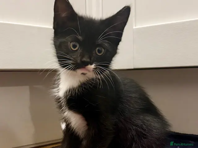Mixed Breed cats for sale: Lovely Mixed-Breed Kittens Seeking Loving Homes - Advert 2