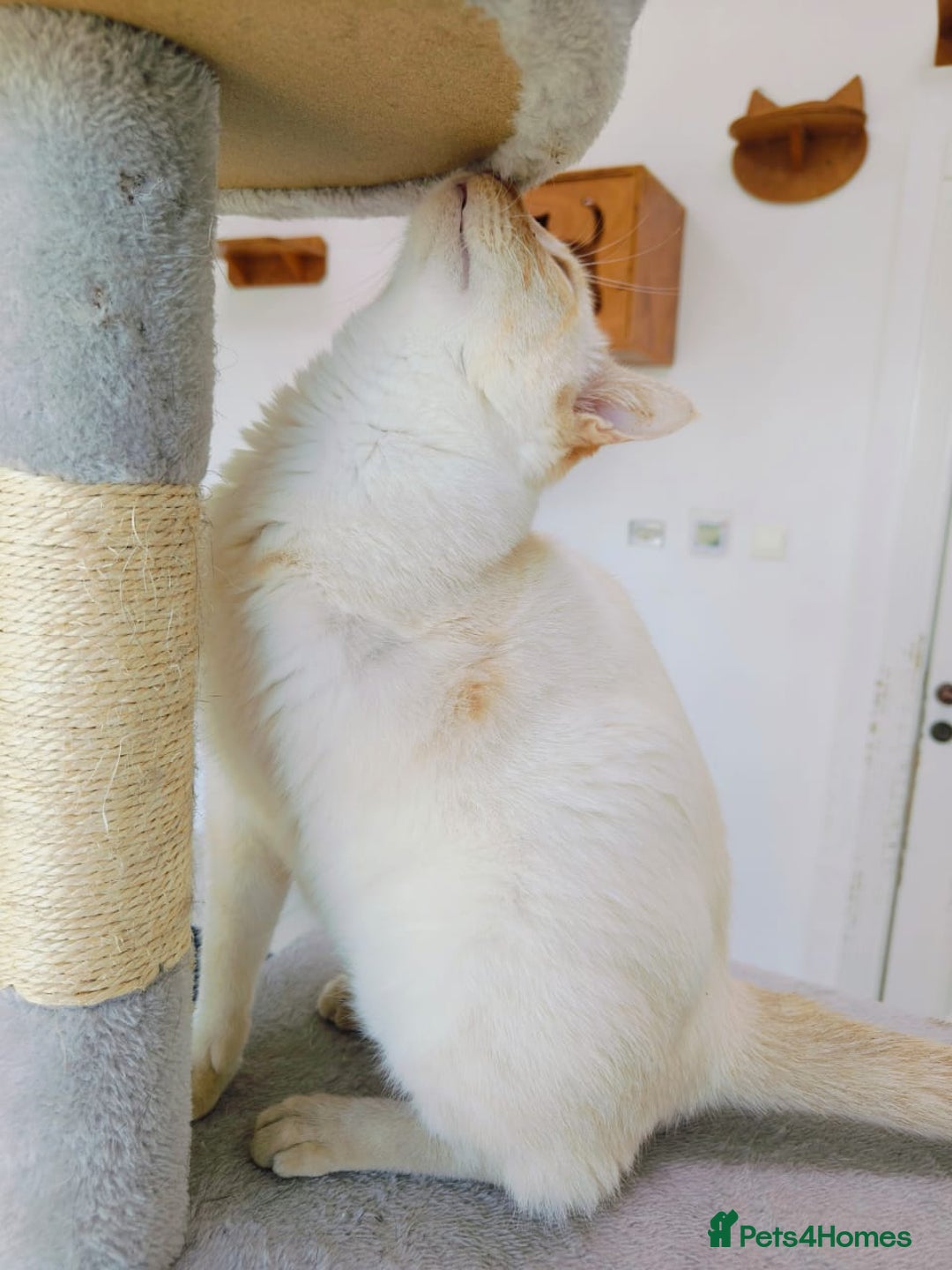 Mixed Breed cats for adoption: [Indoors Only] White Sugar - Lovely Special Boy - Advert 8