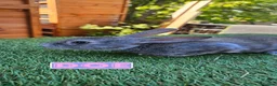Rex rabbits for sale: Rex & Mini Rex Kits Available - Advert 4