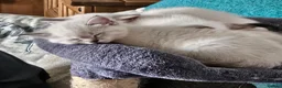 Mixed Breed cats for sale: Ragdoll cross kitten's - Advert 6
