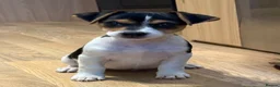 Jack Russell dogs for sale: Traditional short-legged Jack Russell puppy’s. - Advert 18