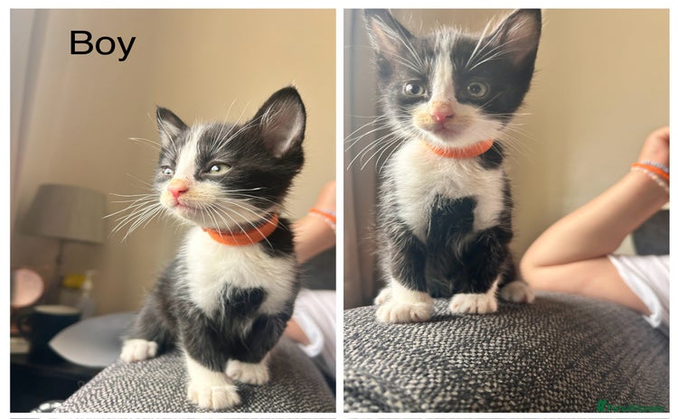 Mixed Breed cats - Advert 12