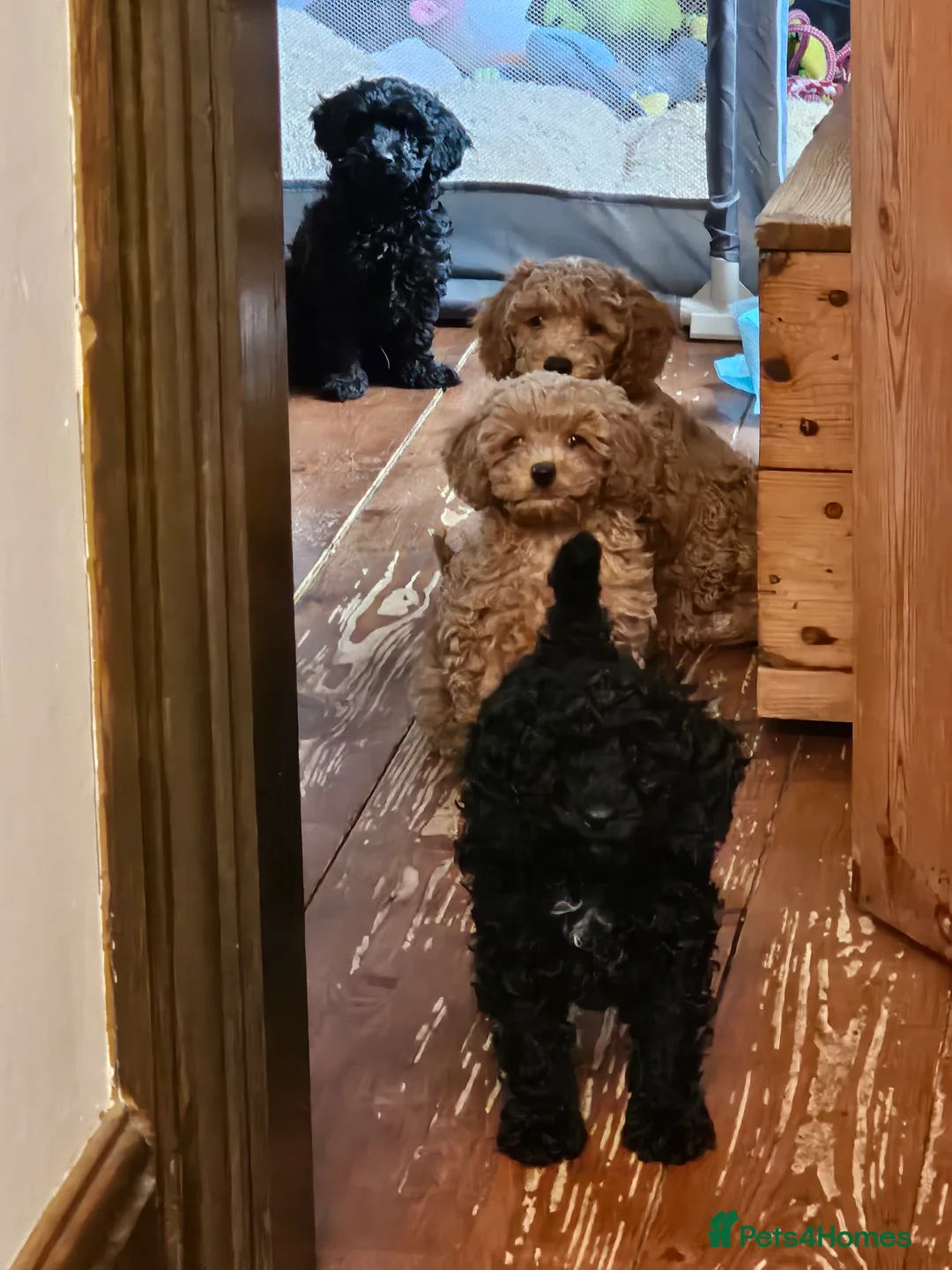 Cockapoo dogs for sale: Cockerpoo F1b Pups for sale (Ready to be rehomed) - Advert 1