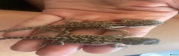 Bearded Dragon reptiles for sale: Friendly baby dragons - Advert 5