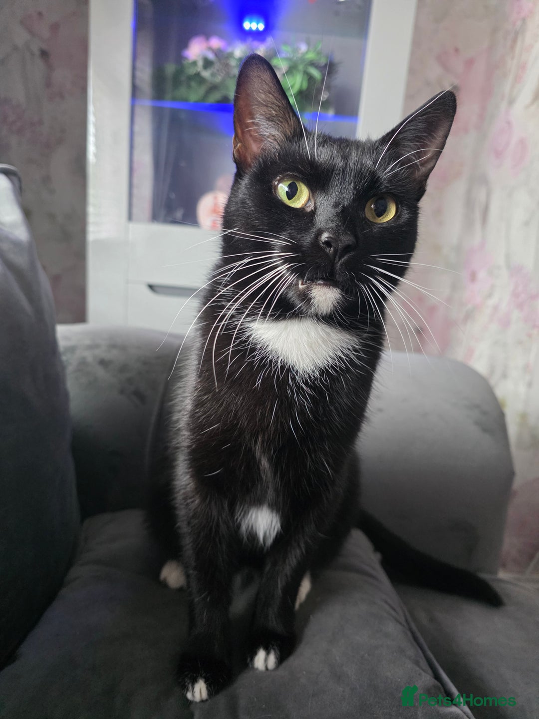 Domestic Shorthair cats for sale: Mum & kitten, black short haired  to rehome - Image 2