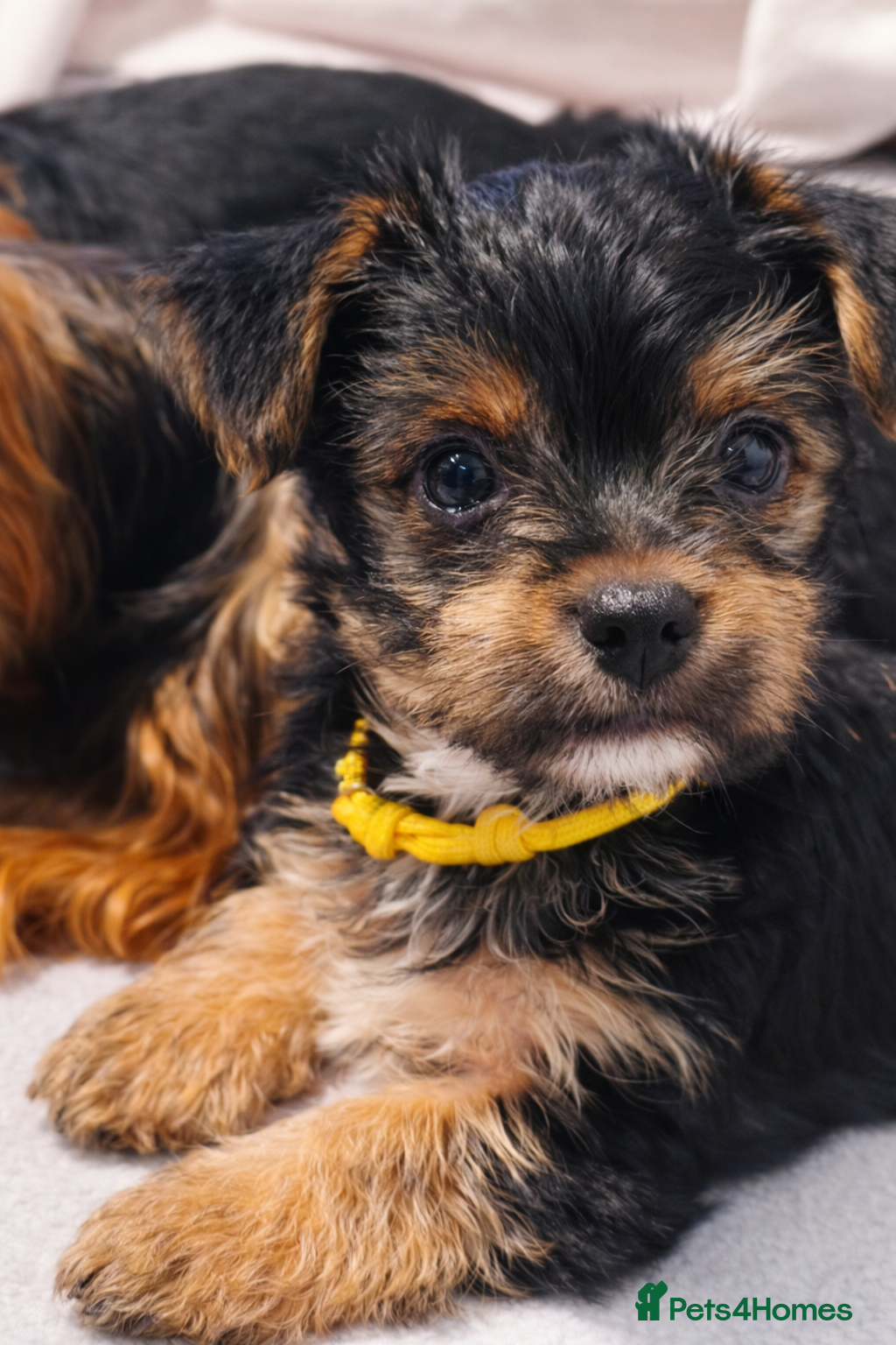 Yorkshire Terrier dogs Exceptional Yorkshire Terrier Boy  - Advert 12