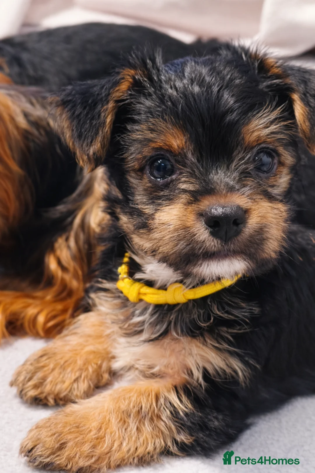 Yorkshire Terrier dogs for sale: Exceptional Yorkshire Terrier Boy  - Advert 2