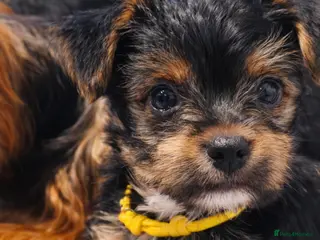 Yorkshire Terrier dogs Exceptional Yorkshire Terrier Boy - Advert 12