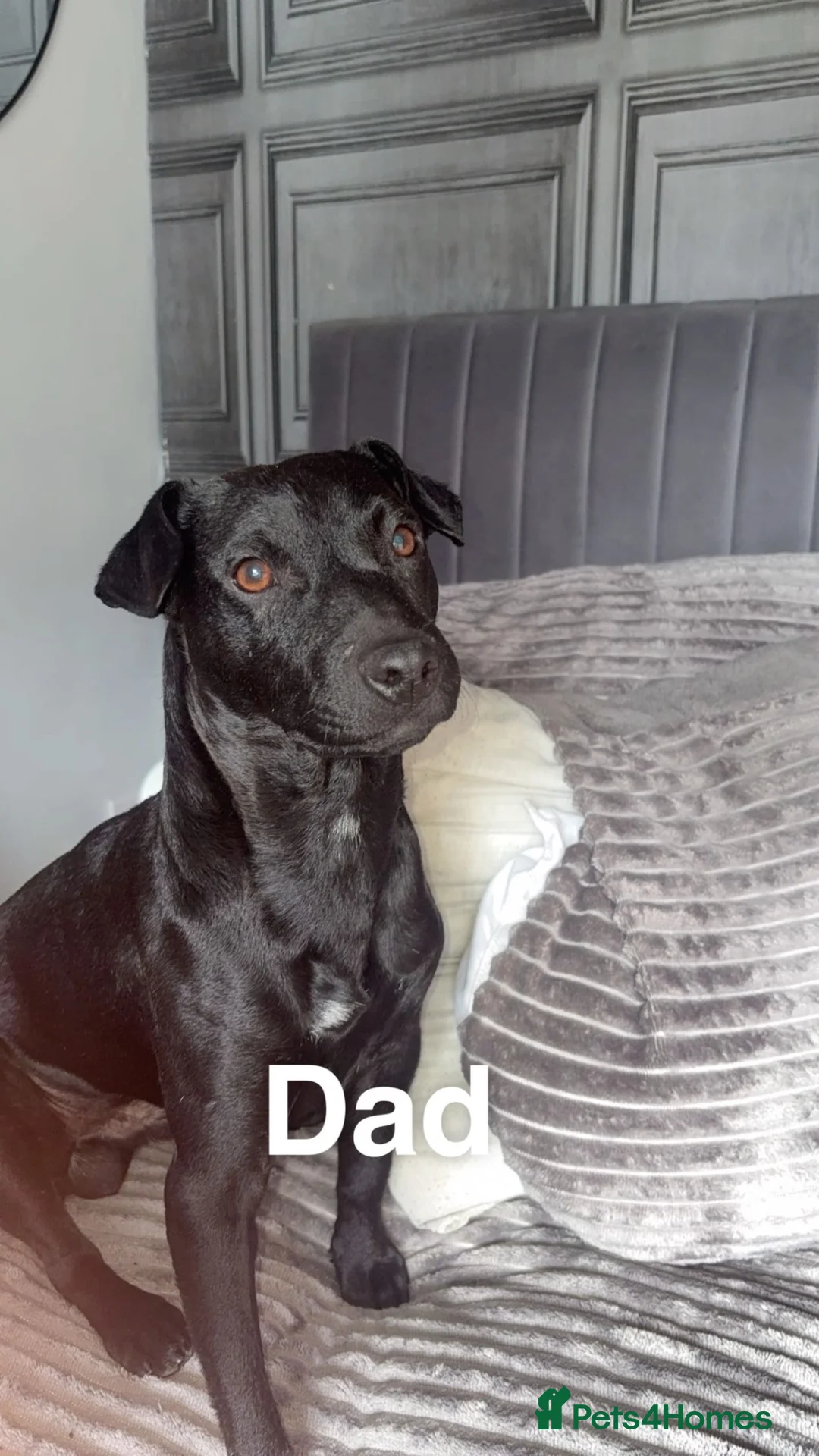 Patterdale Terrier dogs for sale: Beautiful patterdale  - Advert 2