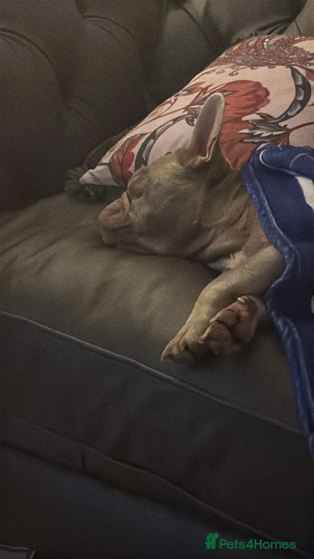 French Bulldog dogs for sale: French Bulldog Girl - Advert 9