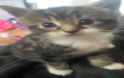 Domestic Shorthair cats for sale: Domestic Kittens  - Image 2