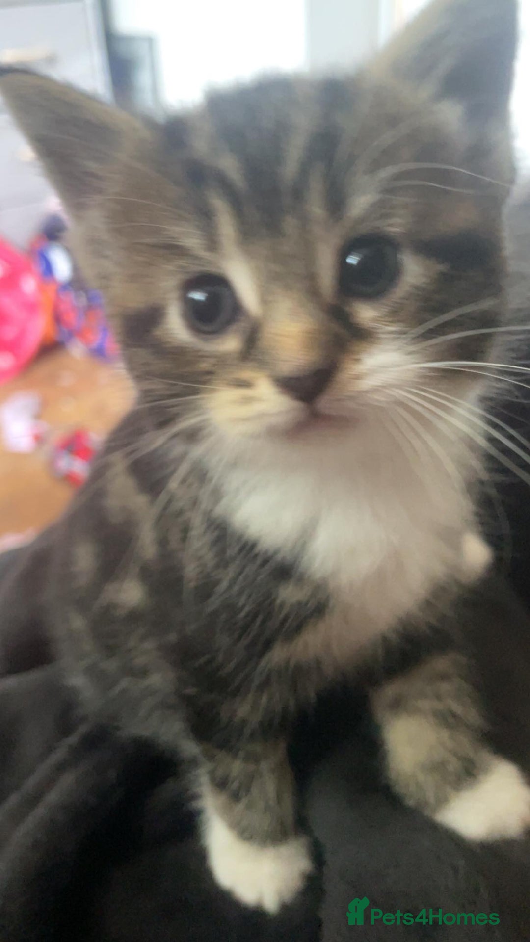 Domestic Shorthair cats for sale: Domestic Kittens  - Image 2