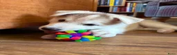 Siberian Husky dogs for sale: Exceptional Siberian Husky x Gsd Puppy - Advert 18
