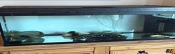 Axolotl reptiles for sale: 2 female Axolotls - 2 years old  - Advert 2