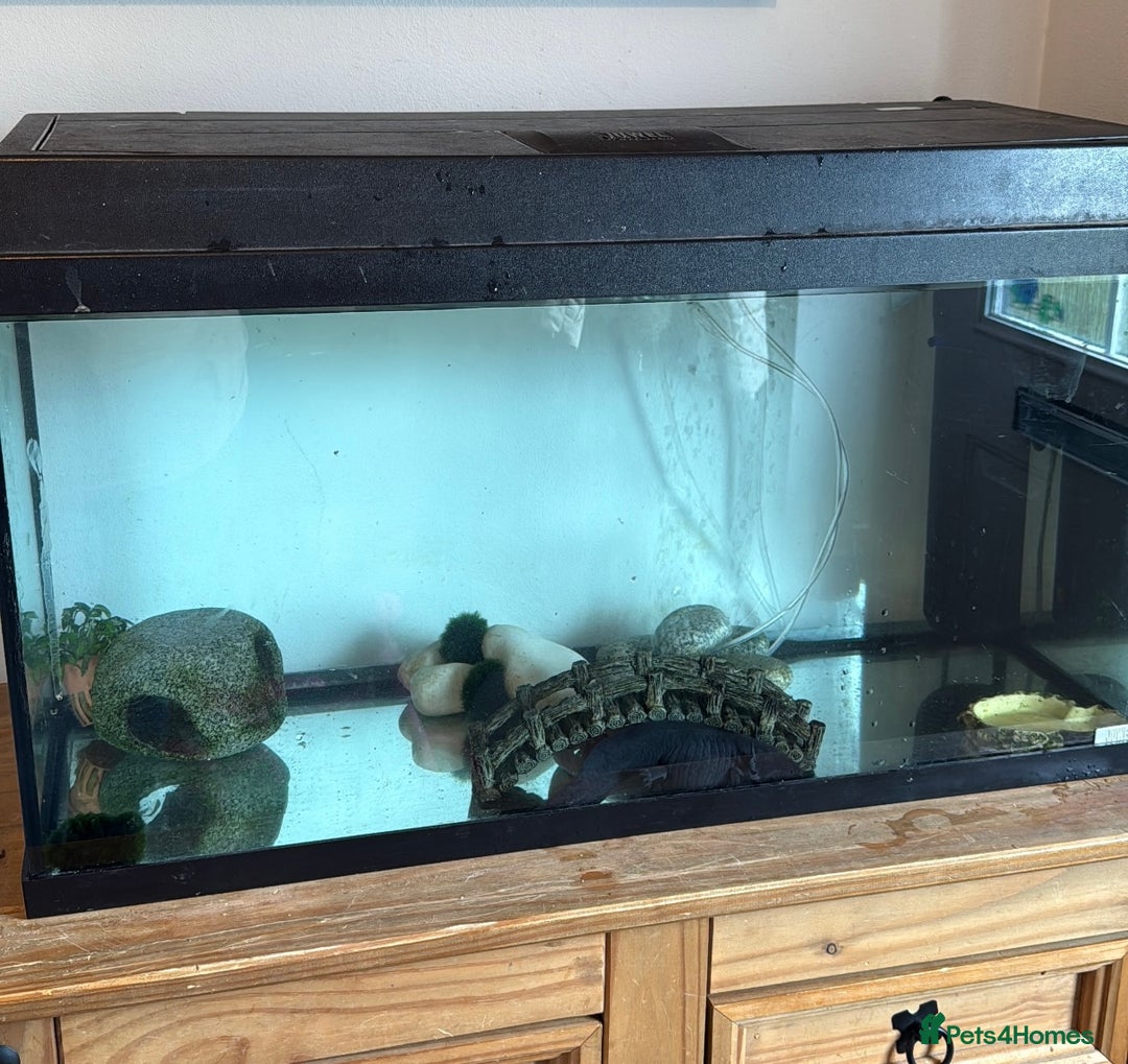 Axolotl reptiles for sale: 2 female Axolotls - 2 years old  - Image 2