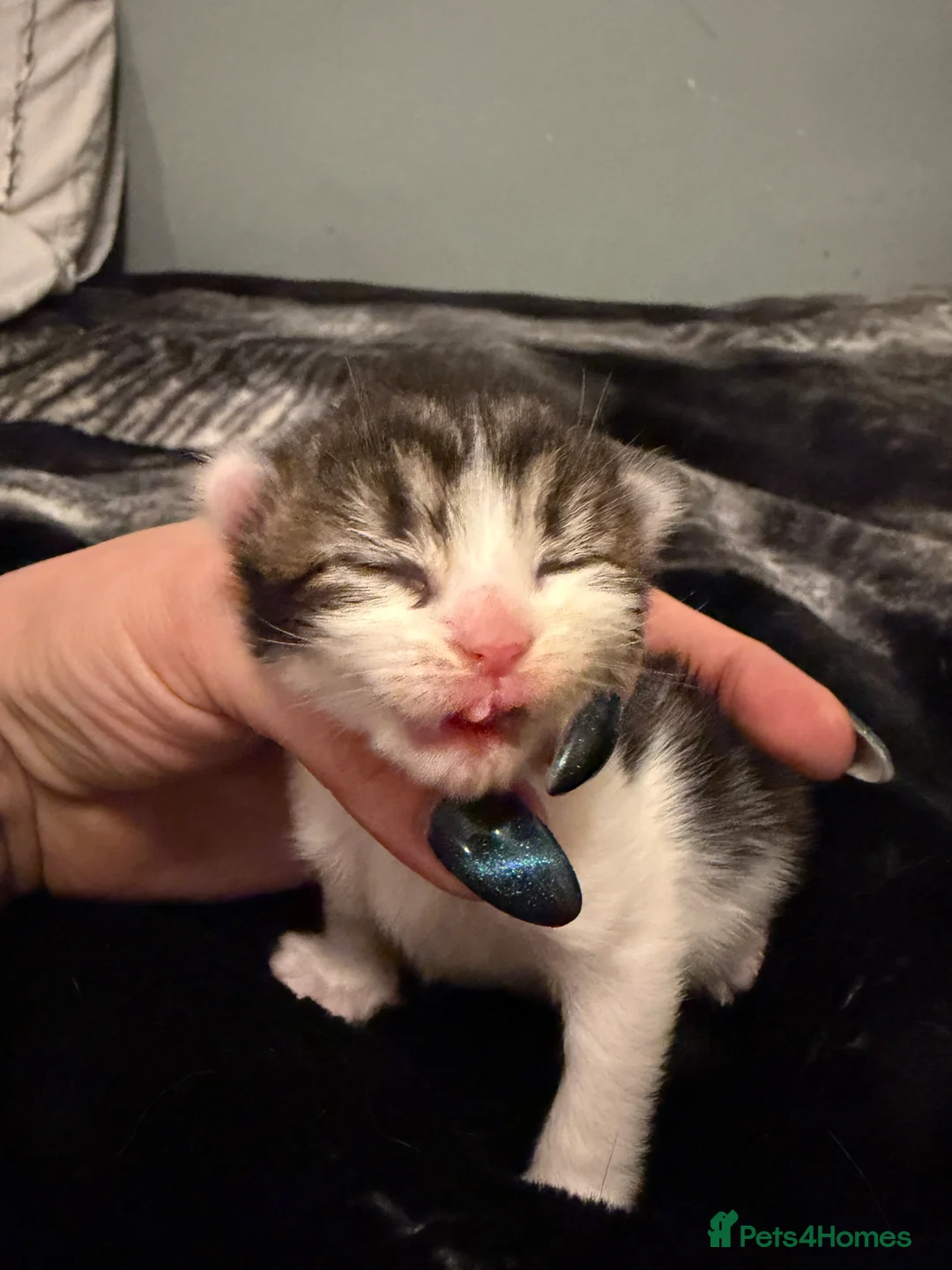 Mixed Breed cats for sale: Three lovely kittens  - Advert 4