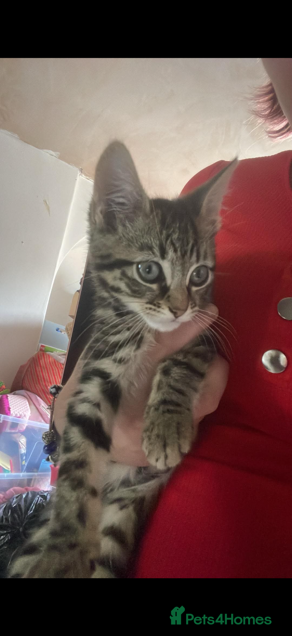 Mixed Breed cats 2 tabby boy kittens ready forver home 9 weeks old  - Advert 5