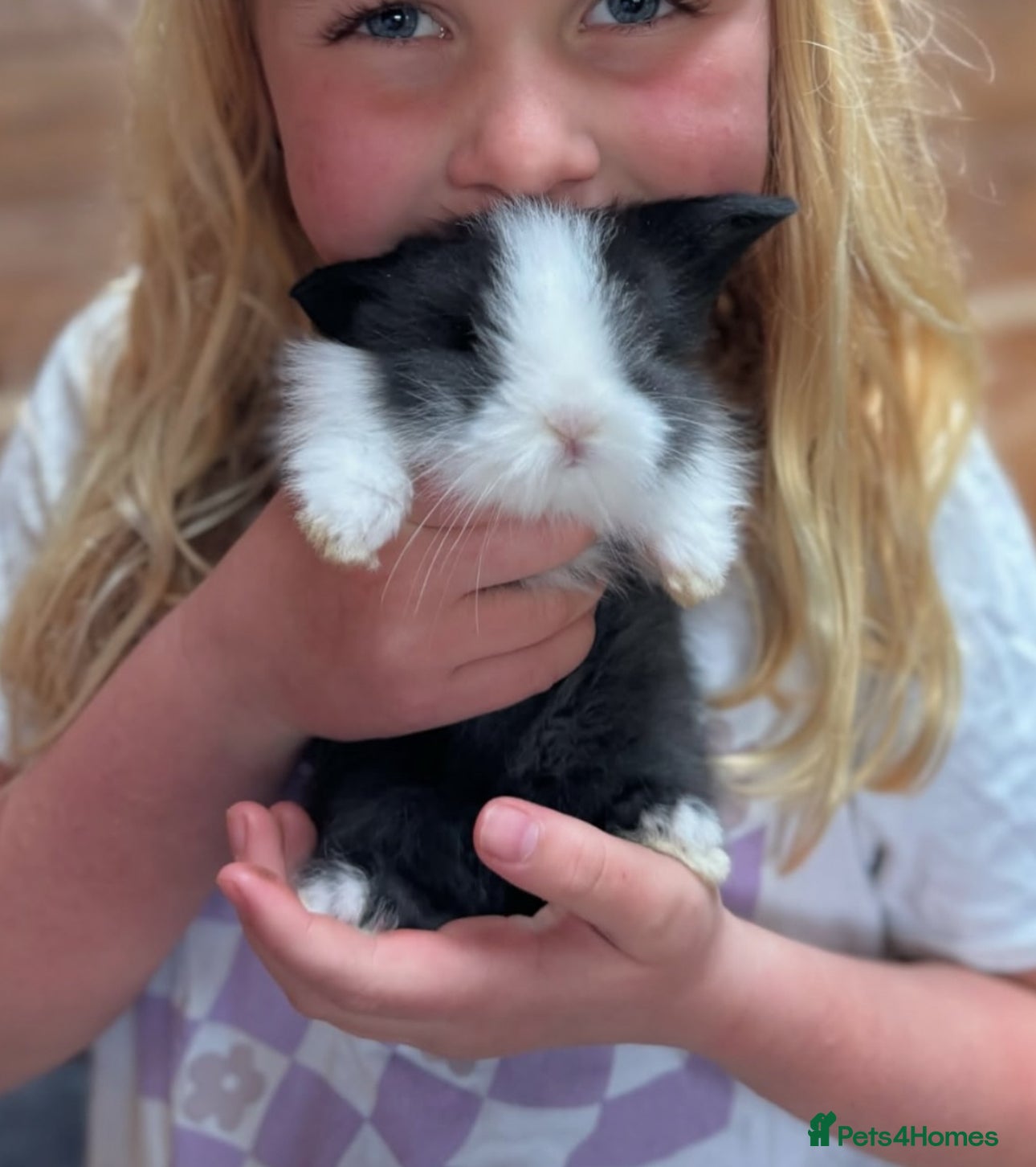 Lionhead rabbits Beautiful double maned Lionhead buns 🫶🏻 🐰  - Advert 1