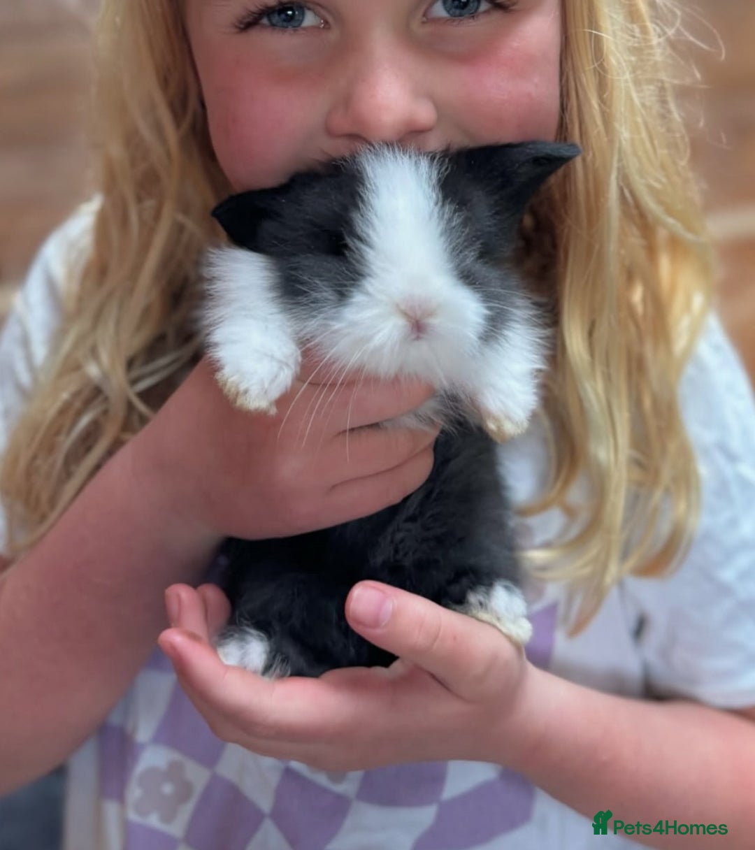 Lionhead rabbits for sale: Beautiful double maned Lionhead buns 🫶🏻 🐰  - Advert 1