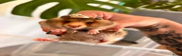 Hamster rodents for sale: Baby syrian hamsters  - Advert 1
