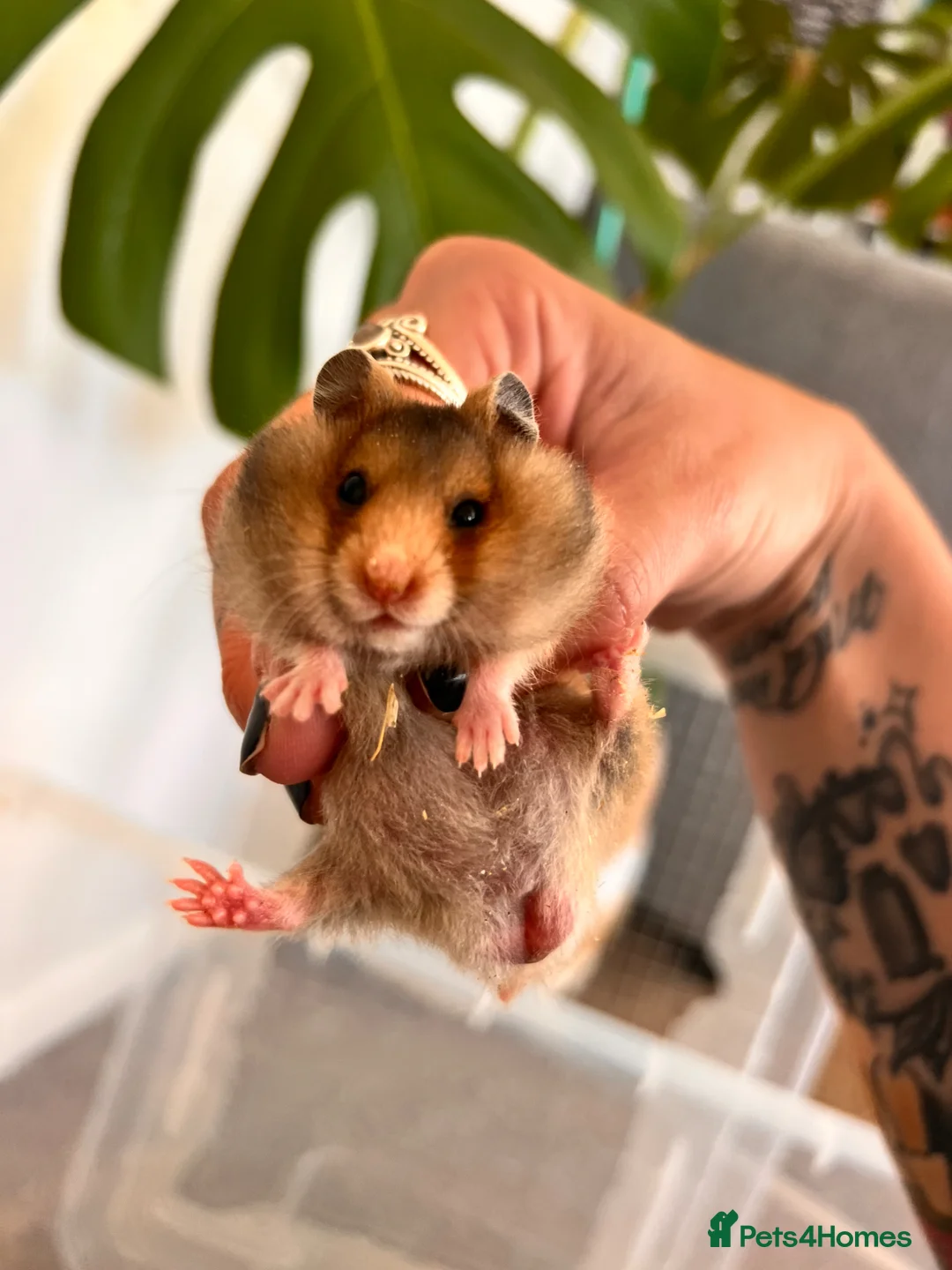 Hamster rodents for sale: Baby syrian hamsters  - Advert 1