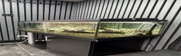 Plecos fish for sale: 160L Aquarium Full Setup with Fish & Filter in Lutterworth - Advert 4