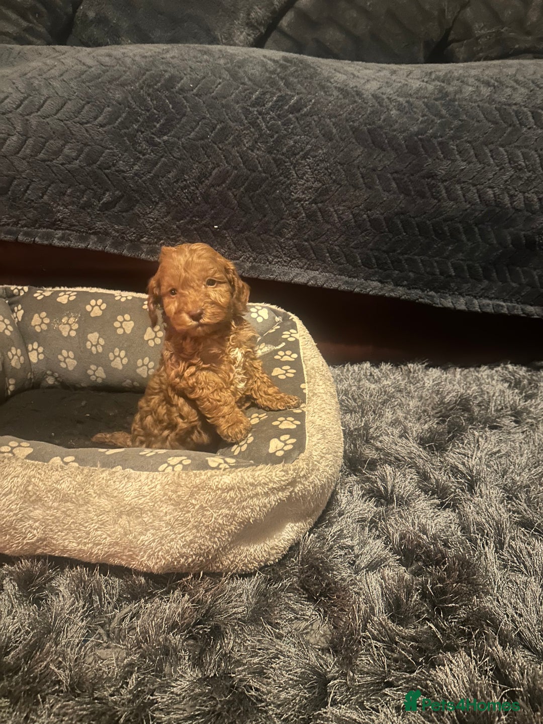 Cockapoo dogs for sale: F3 cockapoo puppies  - Advert 9