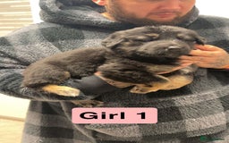 German Shepherd dogs for sale: German shepherd puppies  - Image 6