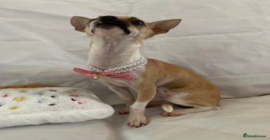 Chihuahua dogs - Advert 8