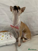 Chihuahua dogs - Advert 16