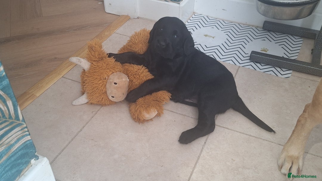 Labradoodle dogs for sale: Labradoodles x2 boys. Alloa - Image 25