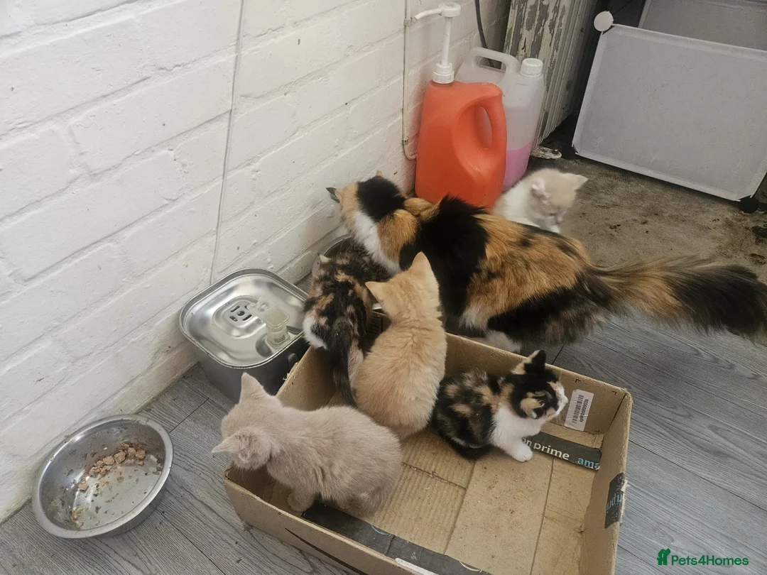 Mixed Breed cats for sale: Beautiful Kittens Dogs & Kids Friendly  in Sandy - Advert 2