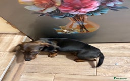 Dachshund dogs for sale: Dachshund female 6 months brown - Image 5