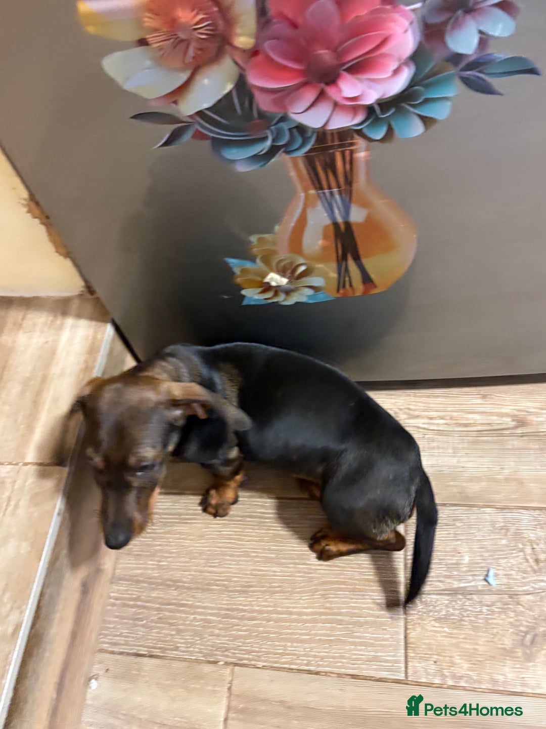 Dachshund dogs for sale: Dachshund female 6 months brown - Image 5