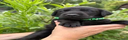 Labrador Retriever dogs for sale: Beautiful KC Black Labrador Retriever Puppies  - Advert 21