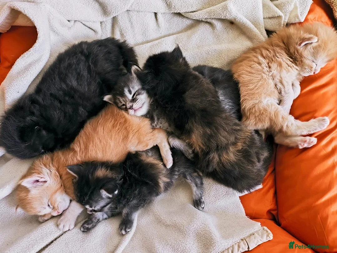 Maine Coon cats for sale: XXL Maine coon kittens, DNA health tests  - Advert 2