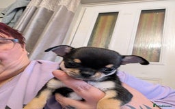 Chihuahua dogs for sale: potential smooth coat Chihuahua puppies - Image 4