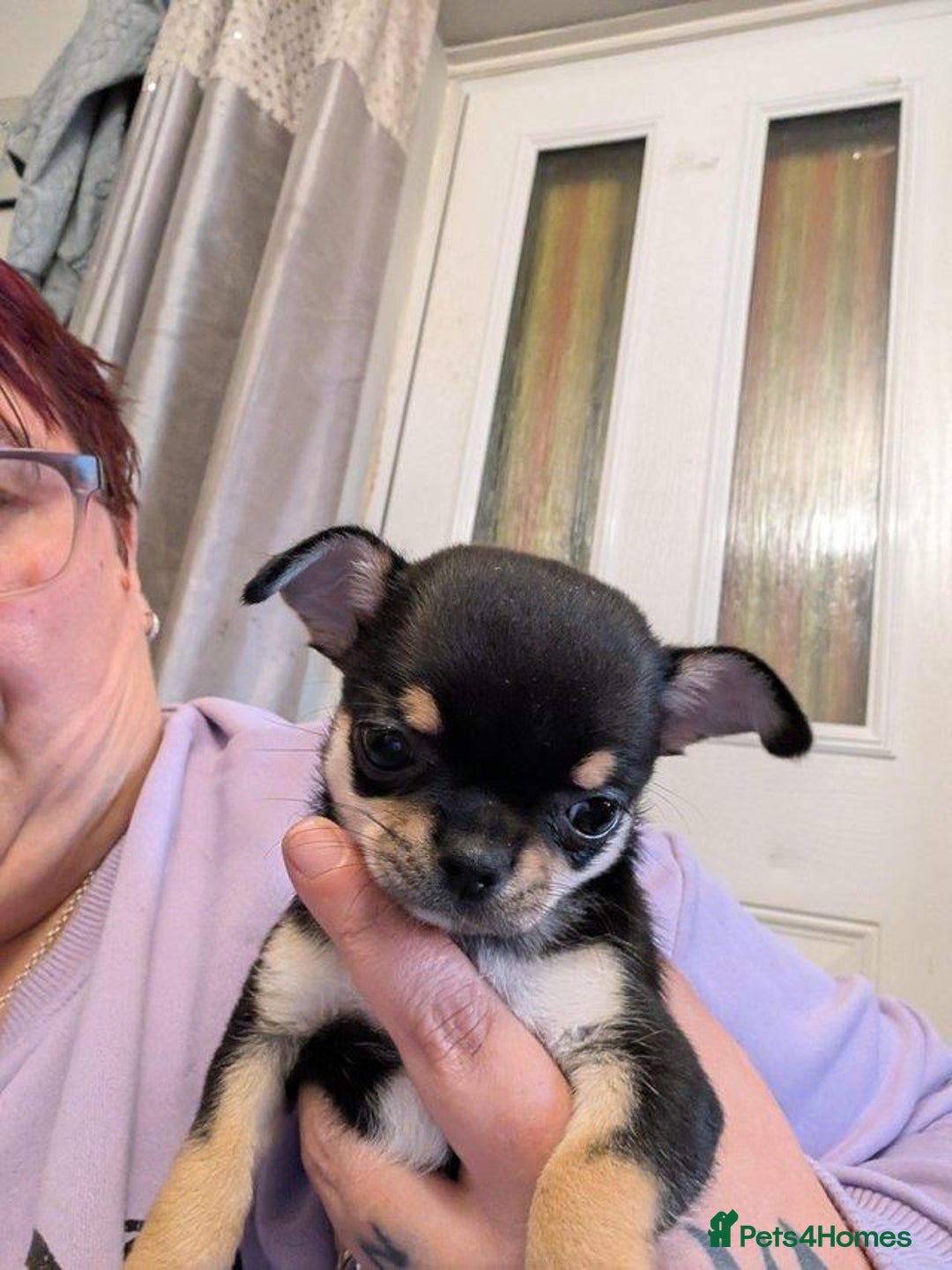 Chihuahua dogs for sale: potential smooth coat Chihuahua puppies - Image 4