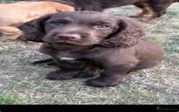Cocker Spaniel dogs for sale: Cocker Spaniel Pups 🐶  - Image 2