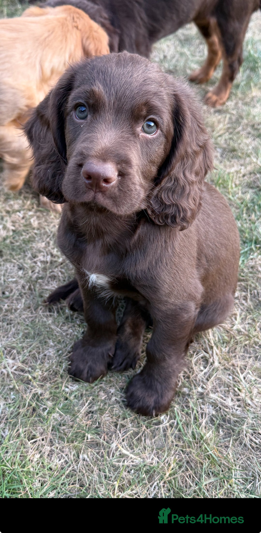 Cocker Spaniel dogs for sale: Cocker Spaniel Pups 🐶  - Image 2